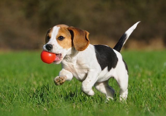 A “Green Space” Happy Place For Man and Pooch